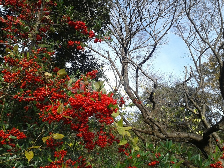 tree,나무,잎,leaf,식물,과일,열매,fruit