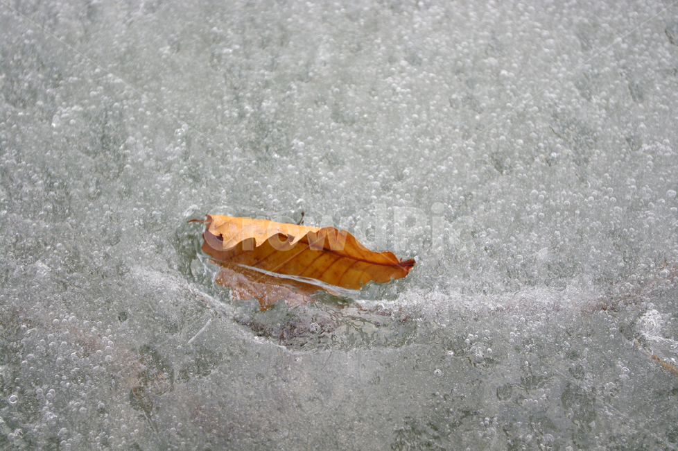 겨울,낙엽,얼음,계절,강,winter,식물,plant,가을,계절,fall,autumn,season,식물,자연,plants,nature