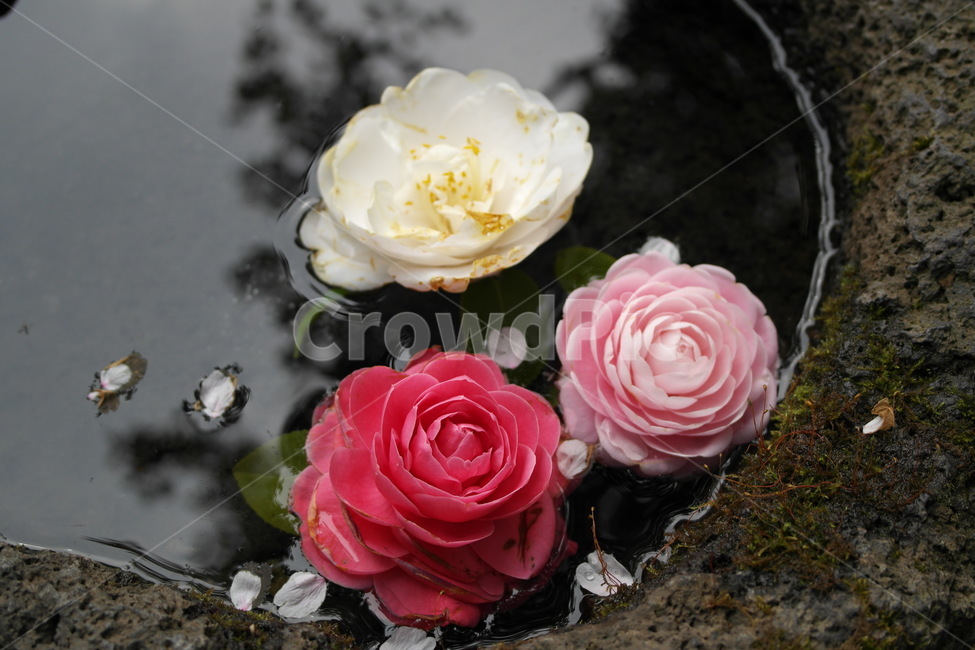 동백꽃,제주도,동백,카멜리아힐,꽃잎,식물,자연,plants,nature,꽃,flower
