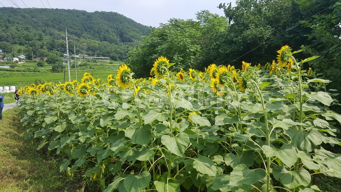 해바라기,해바라기들,뒷모습,뒷모습들,해바라기밭,노랑,초록,색깔,싱싱한,꽃,식물,재배,한방향,똑같이,나란히,산,나무,밭,자연,색,식물,자연,plants,nature,꽃,flower