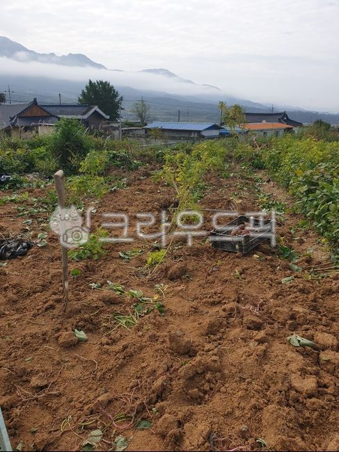 Sweet potato digging,sweet potato,field,sweet potato field,soil