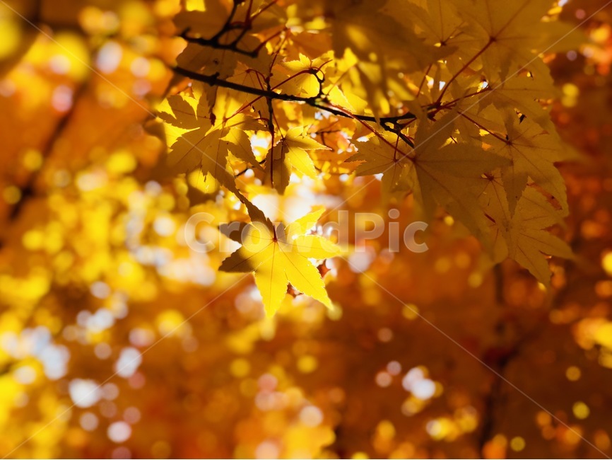 가을,낙엽,빛,햇빛,노란색,엘로우,가을,계절,fall,autumn,season,식물,자연,plants,nature,plant,leaf,잎,tree,나무