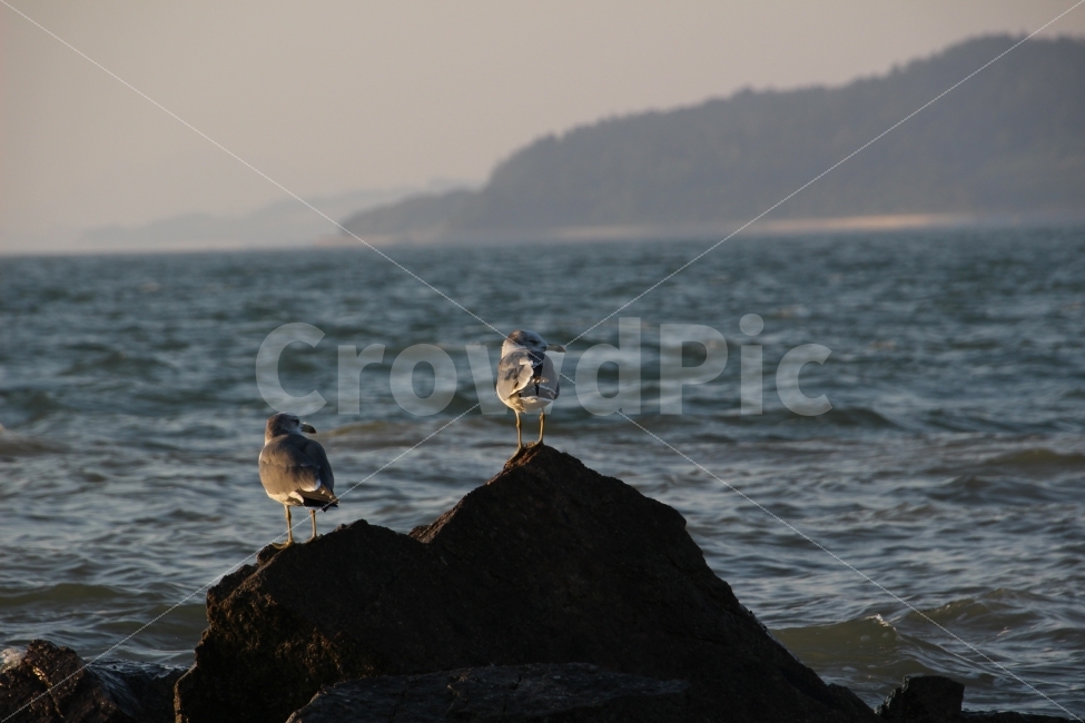 바다,갈매기,응시,돌림,텔레파시,동물,animal,조류,새,birds