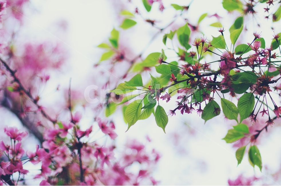 감성사진,봄,꽃,매화,사랑,감사,봄날,봄꽃,4월,벚꽃,튤립꽃,봄,계절,spring,season,식물,자연,plants,nature,꽃,flower,감성,sensible,feeling,plant