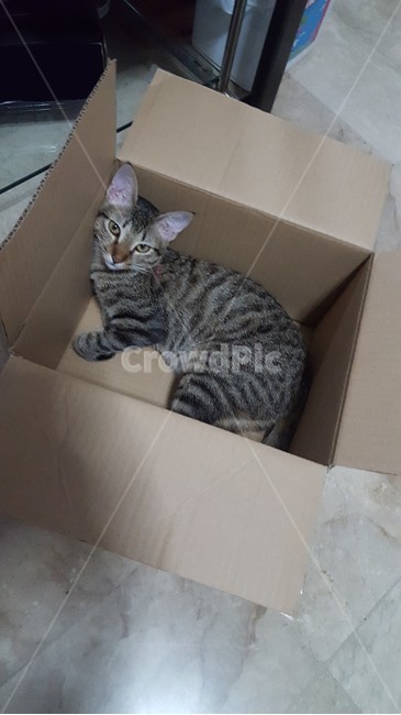 고양이,고양이박스,박스,cat,kitten,동물,animal,애완동물,pet