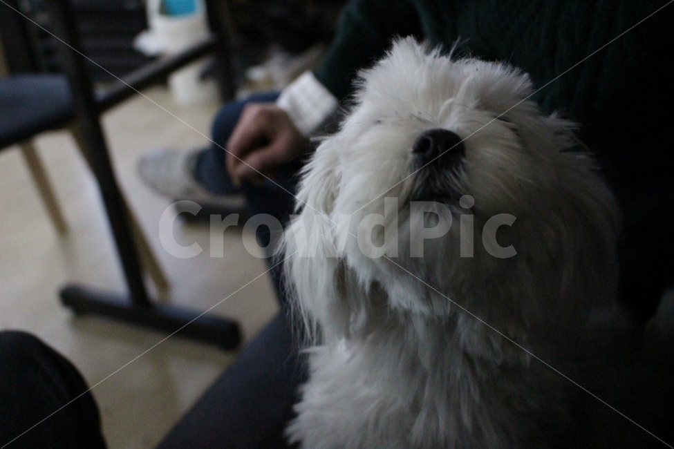 개,강아지,동물,애완동물,반려동물,반려견,말티즈,흰둥이,동물,animal,개,강아지,dog,doggy,포유류,mammal