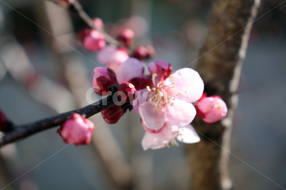 plant,식물,cherryblossom,flower,꽃