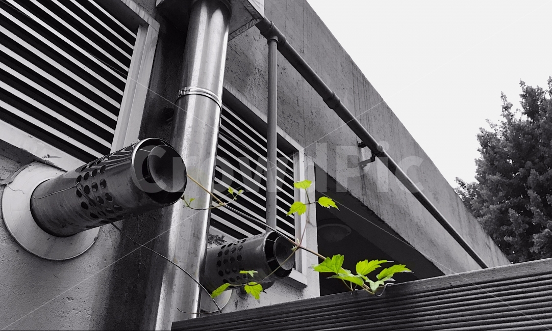 흑백사진,담쟁이,나무,꽃,그림자,식물,자연,plants,nature,흑백,모노톤,monochrome,black and white