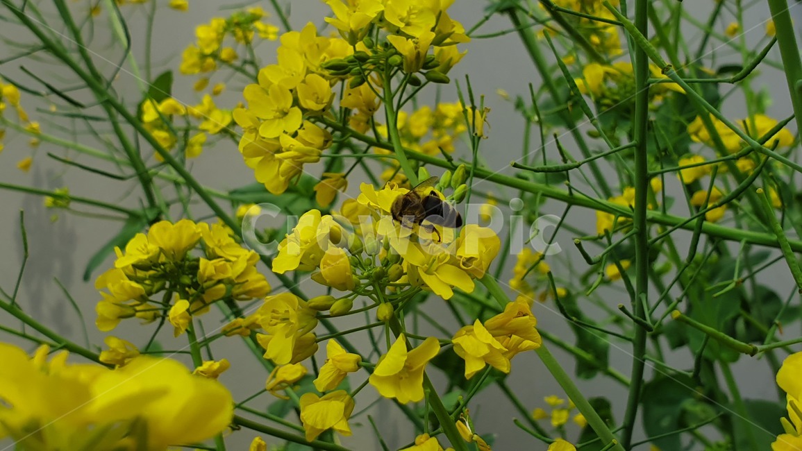 벌,노란색,유채꽃,꿀벌,매크로,접사,귀여움,yellow,bee,일벌,work,봄,계절,spring,season,식물,자연,plants,nature,꽃,flower,동물,animal,곤충,벌레,insect,bug,invertebrate,무척추 동물