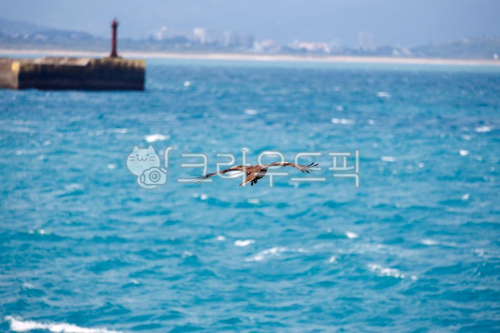 맹금류,솔개,바다,자연,blackkite,조류