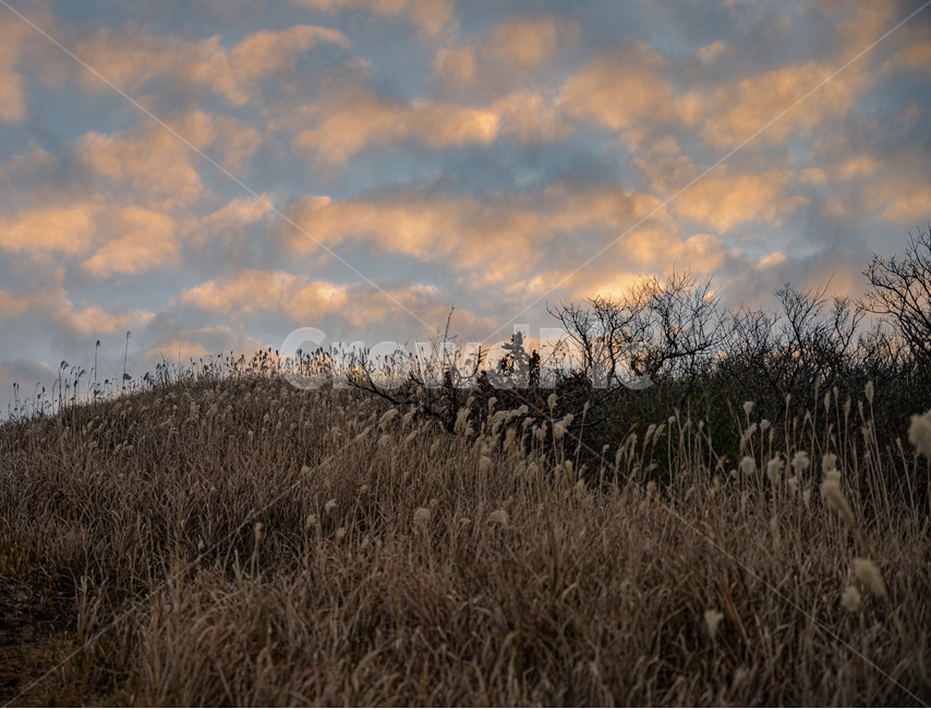 갈대,하늘,구름,노을,감성,자연,풍경,nature,landscape