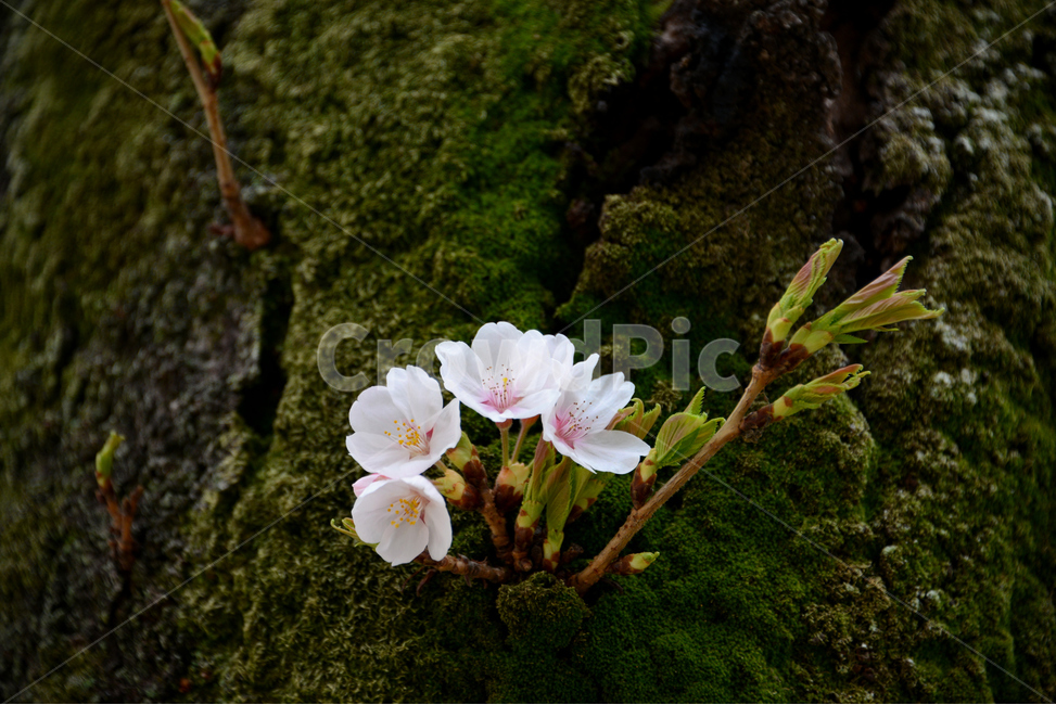 봄이미지,식물,벚꽃,꽃,서정적,봄,계절,spring,season,식물,자연,plants,nature,꽃,flower,plant,geranium,제라늄,blossom