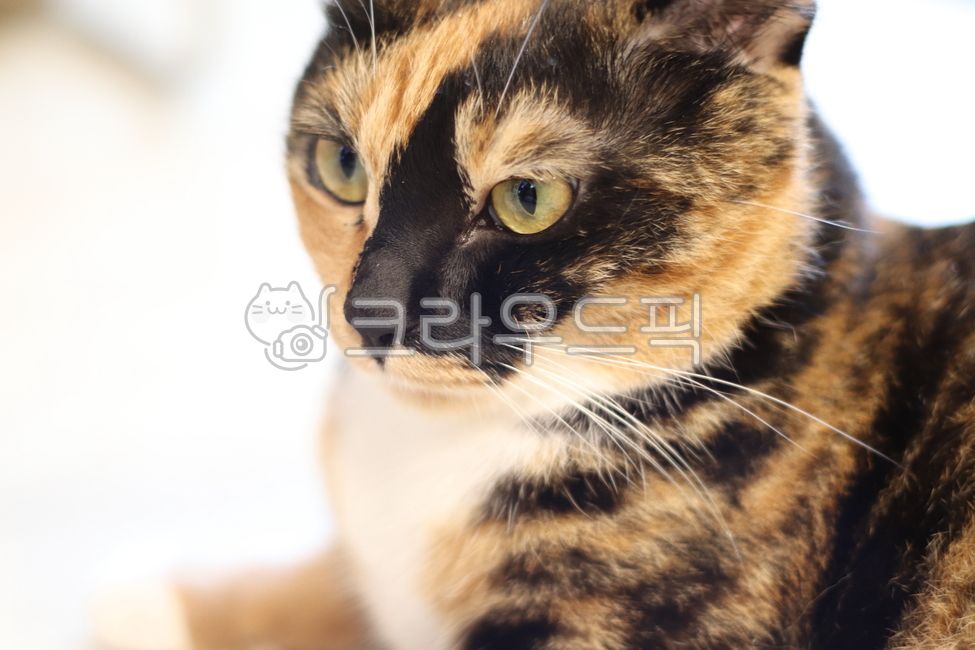 고양이,카오스,집고양이,뚱냥이,코리안숏헤어,koreanshorthairs,cat,아수라,삼색이,카오스냥,귀여운고양이
