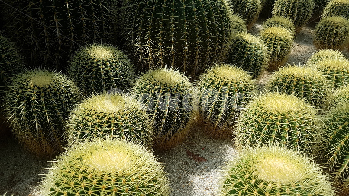 선인장,식물,사막,가시,cactus,자연,온실,화목원,꽃,plant,plants,flower,flowers,nature,나무,green,tree,식물,자연,plants,nature