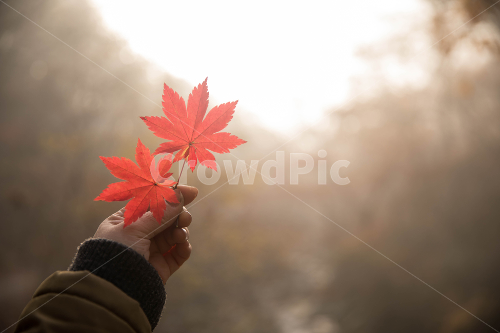 단풍,손,단풍잎,가을,붉은,가을,계절,fall,autumn,season,사람,인물,인간,human,person,신체일부,몸,body,감성,sensible,feeling,plant,식물,leaf,잎,tree,나무