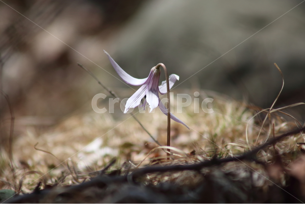 엘레지,엘리지,꽃,봄,erythroniumjaponicum
