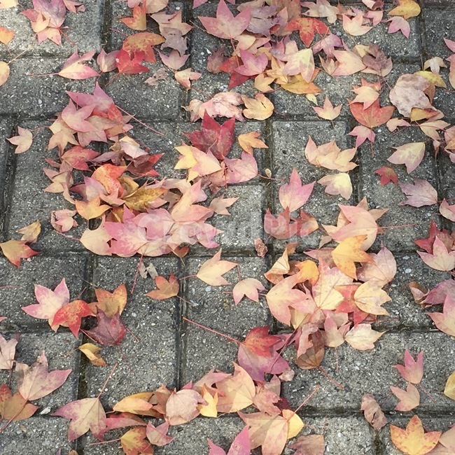 단풍잎,감성,단풍,가을,단풍나무,가을,계절,fall,autumn,season,plant,식물,leaf,잎,tree,나무