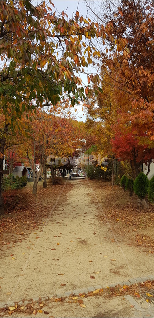 가을,단풍,산책,길,파주,낙엽,사색,tree,나무,잎,식물,plant,leaf