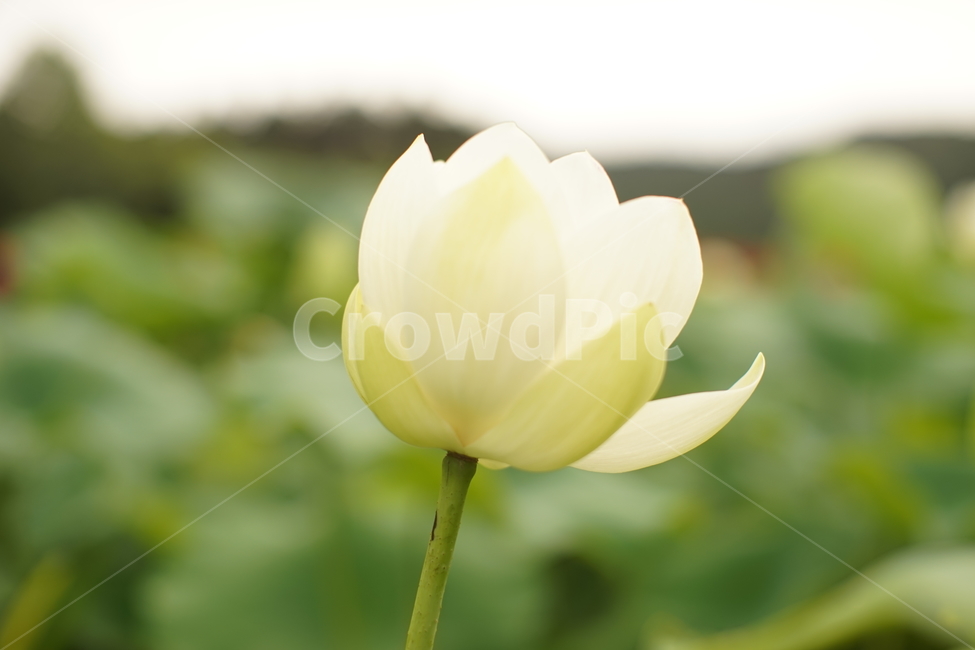 연꽃,여름,여름연꽃,꽃,한국,식물,자연,plants,nature,꽃,flower