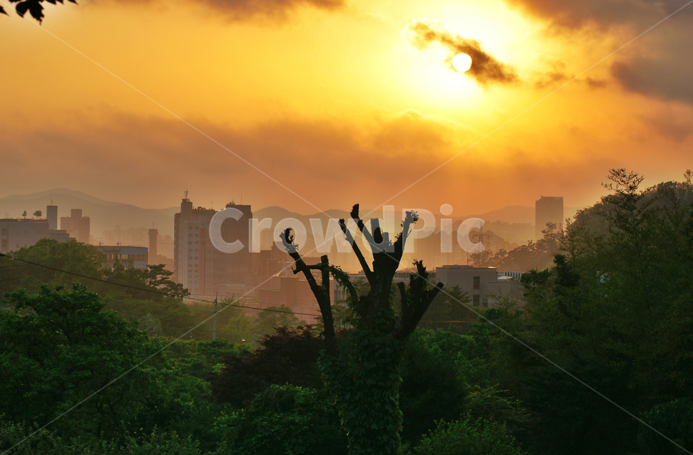 일몰,석양,해넘이,안개,지는해,고목,의왕시,도시,풍경,city,landscape,한국도시풍경,한국도시경관,korea cityscape,nature,자연,outdoors,옥외,flare,플레어,light,빛