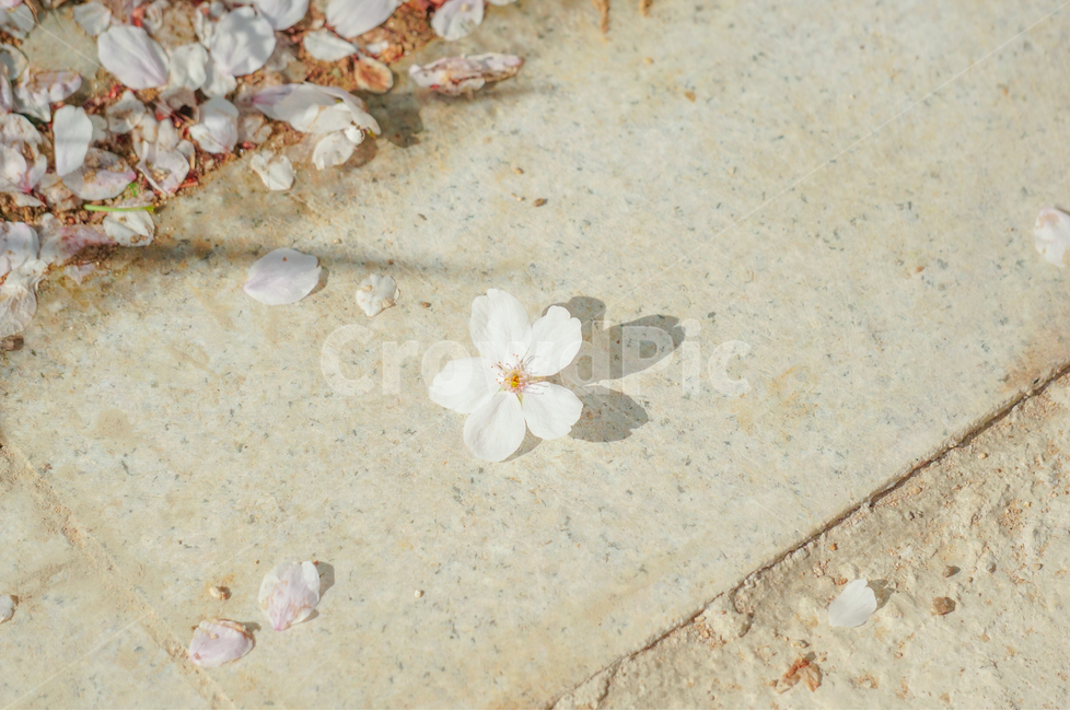 봄,꽃,벚꽃,감성사진,풍경,자연,꽃송이,꽃잎,그림자,낙화,봄,계절,spring,season,꽃,flower,감성,sensible,feeling,휴식,힐링,rest,relaxation,healing