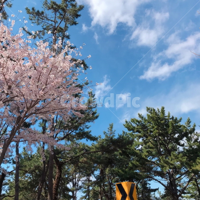 벚꽃,벚꽃나무,소나무,하늘,꽃,나무,식물,구름,cherryblossom,pine,tree,sky,green,sunnyday,맑은날,자연,자연,풍경,nature,landscape,plant
