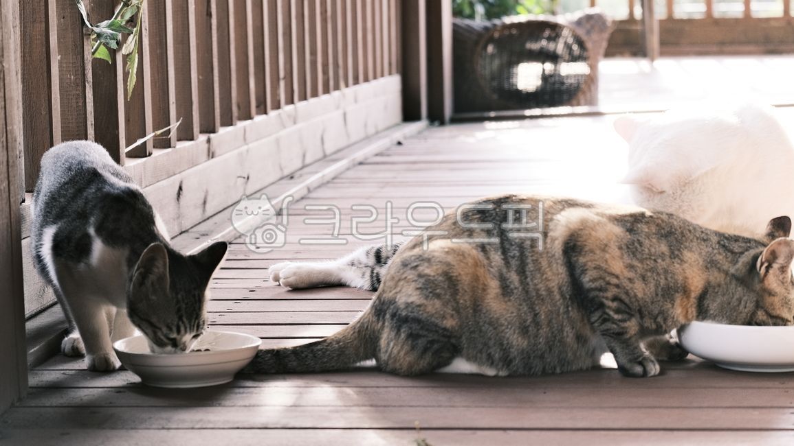 a harmonious family,young,familycat,cute,kitty,beautiful,family stray cat,kitten,stray cat,mammal,Asshole,cat,Agaengi,streetcat,A friendly family,straycat,pet,family cat,rest,attractive,nature,alleycat,familystraycat,baby cat,Pets,sunlight,baby,animal,fam