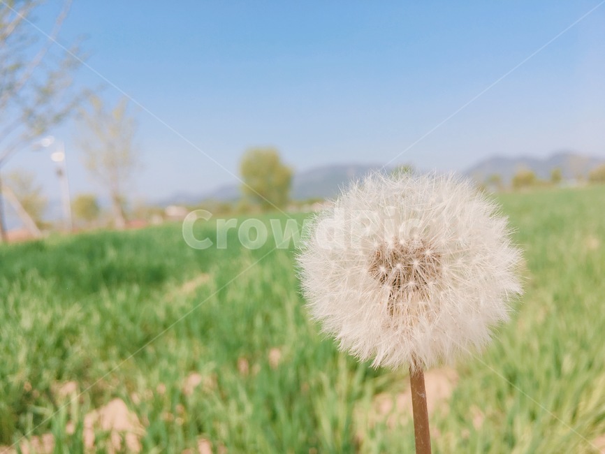 민들레,홀씨,초록,잔디,봄,하늘