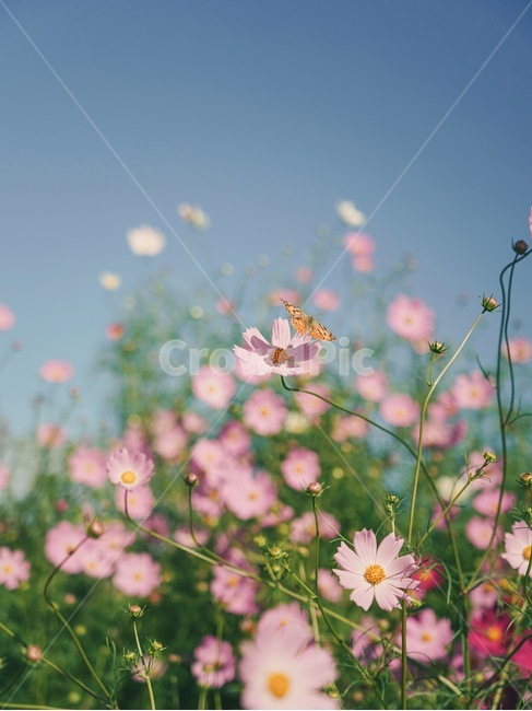 swallowtail butterfly,autumn,Cosmos,flower,Sky of Autumn,Emotional photo
