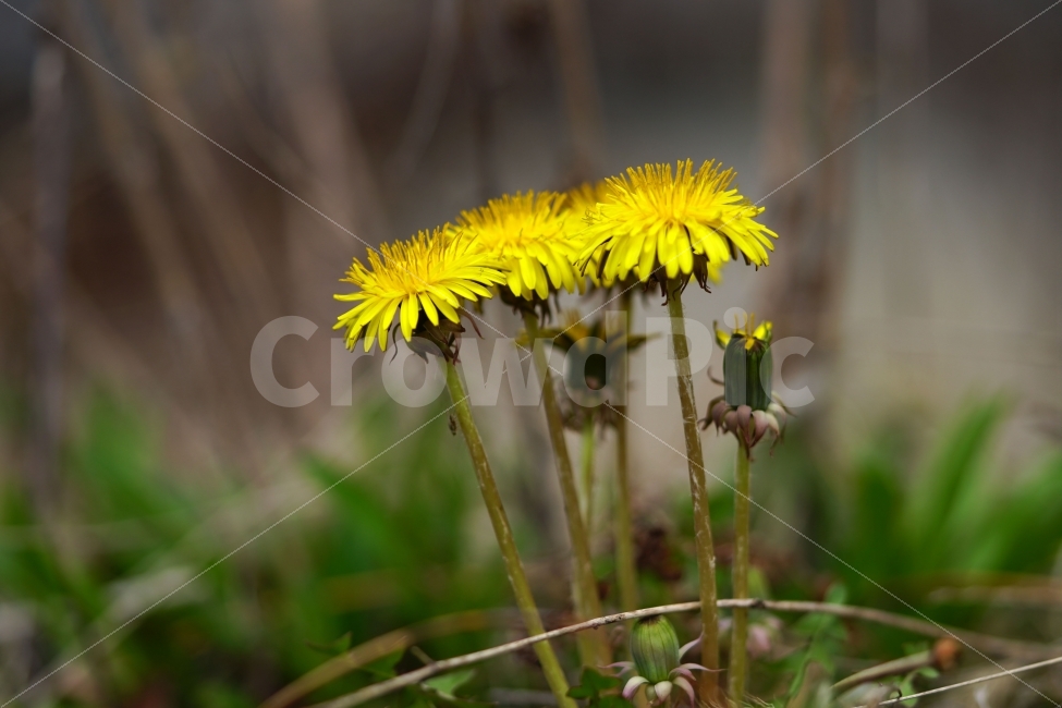 봄,꽃,자연,식물,spring,flower,nature,plants,민들레,이파리,꽃봉오리,접사,macro,클로즈업,closeup,tree,숲,숲속,산림,삼림,조경,봄꽃,감성,힐링,풍경,landscape,식물,자연,plants,nature,꽃,flower