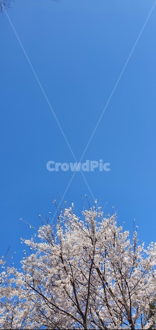 하늘,벚꽃,벚꽃세로,봄,spring