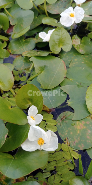 연꽃,물,잎,보라색꽃,가시연,7월,8월,아름다움,plant,식물,flower,blossom,water,nature,자연