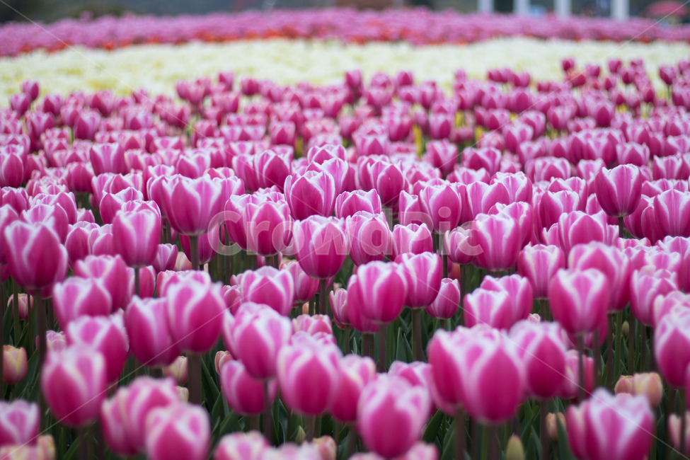 튤립,봄,꽃,보라,튤립축제,식물,자연,plants,nature,꽃,flower