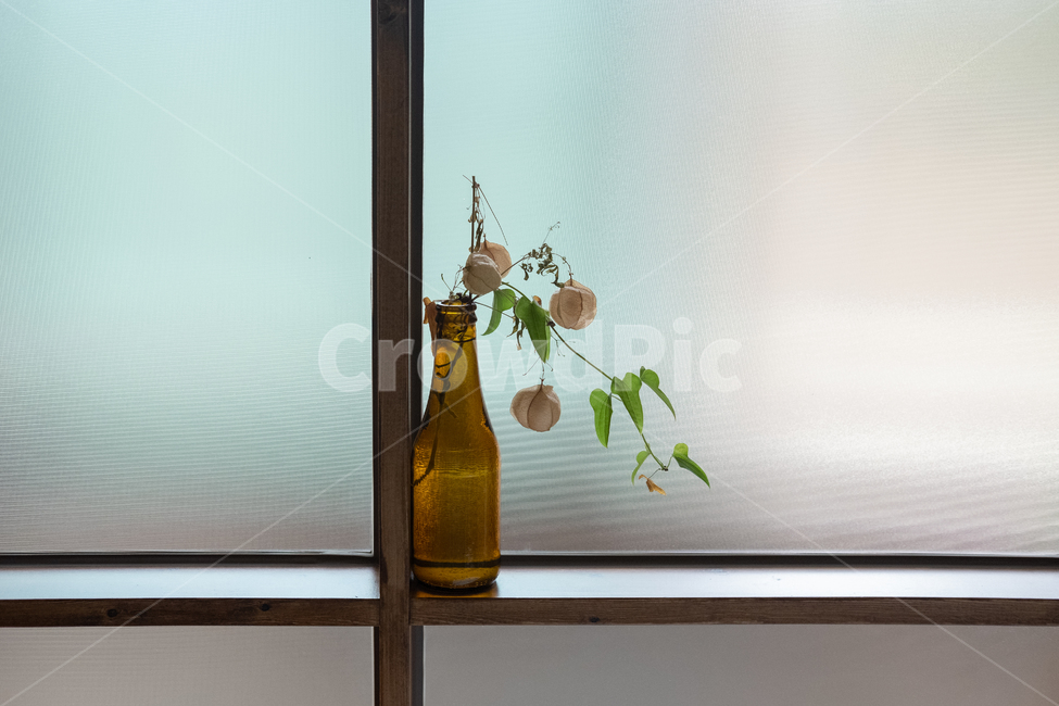 plant,식물,감성,카페,homedecor