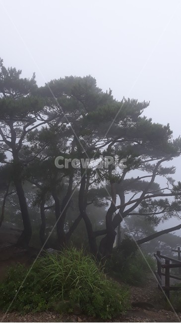 무등산새인봉,새인봉,무등산,안개낀무등산,새인봉무등산,소나무