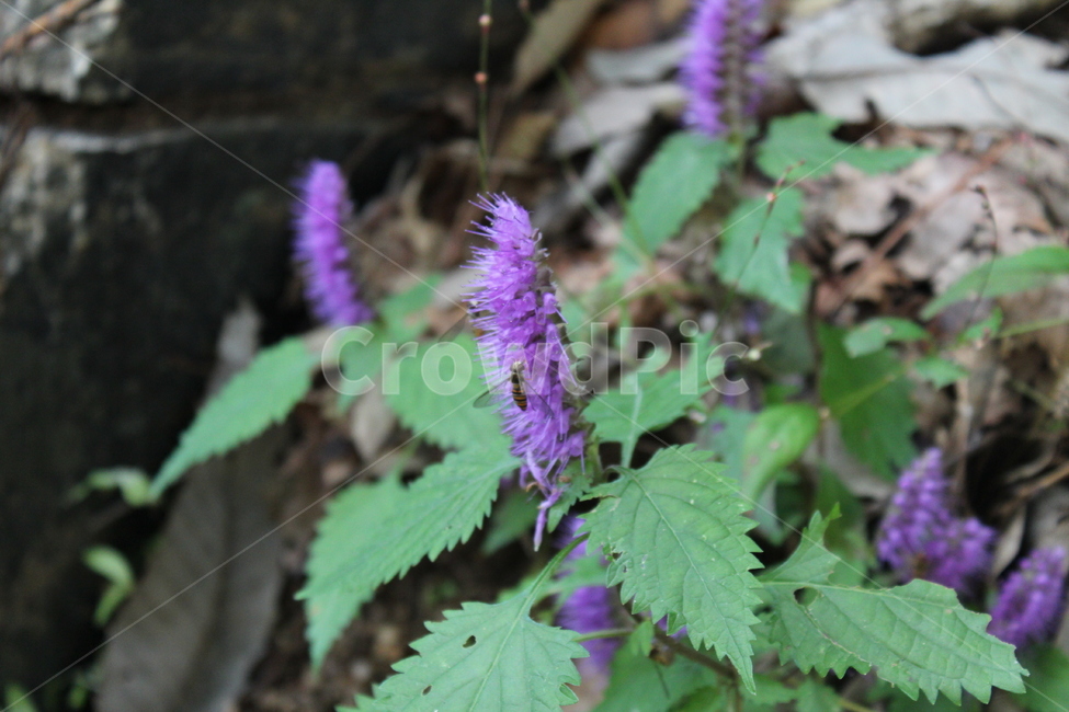 꽃,벌,식물,곤충,보라색,야생화,식물,자연,plants,nature