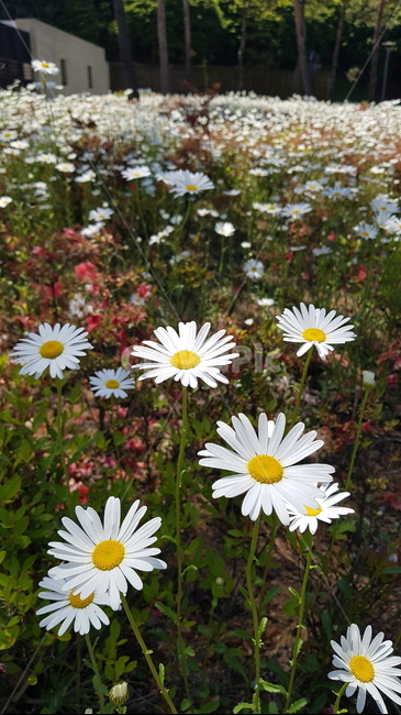 plant,식물,꽃,flower,daisy,데이지