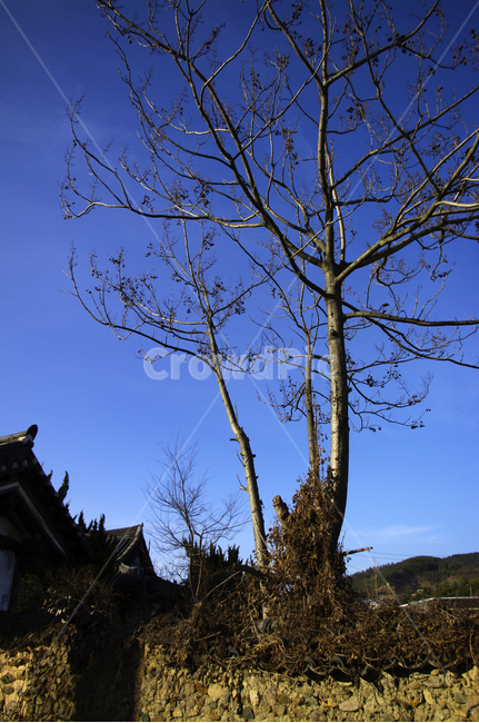 하늘,나무,풀,파란,겨울,식물,식물,자연,plants,nature,나무,trees,wood