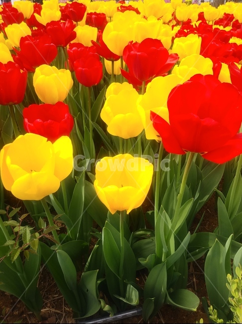 튤립,고백,매혹,사랑,봄,노랑,노란색,빨강,4월,5월,꽃,식물,blossom,flower