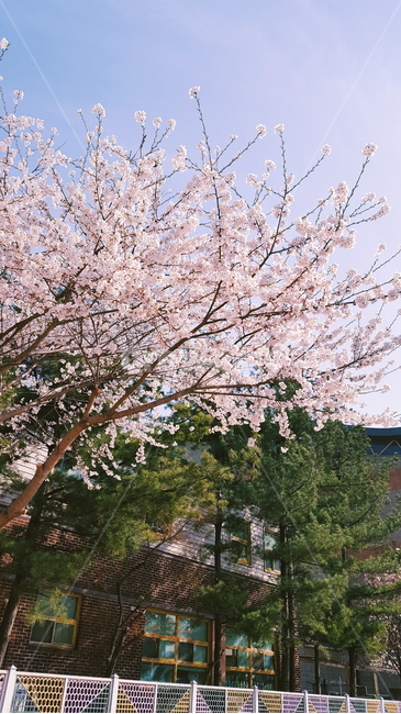 벚꽃,봄,분홍,벚꽃놀이,감성