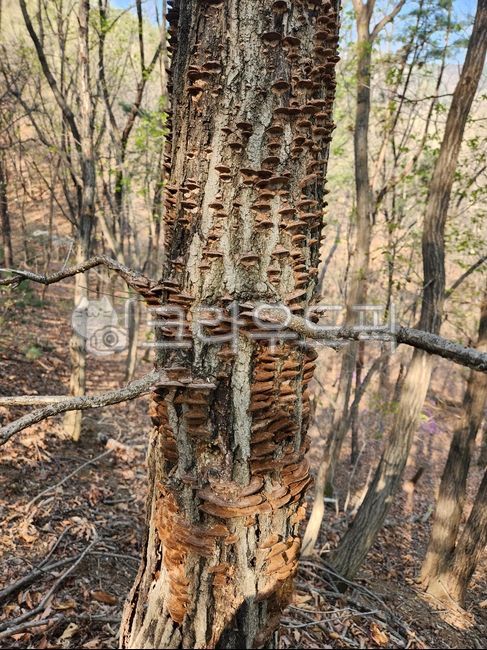마른진흙버섯,황금상황,참나무상황,상황버섯,약용버섯,버섯,참나무숙주