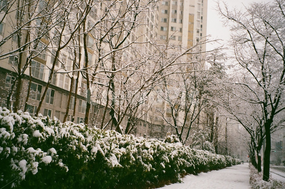 벽화,film,analog,필름,감성,wall,snow,winter,겨울,계절,winter,season,도시,풍경,city,landscape,한국도시풍경,한국도시경관,korea cityscape,outdoors,옥외