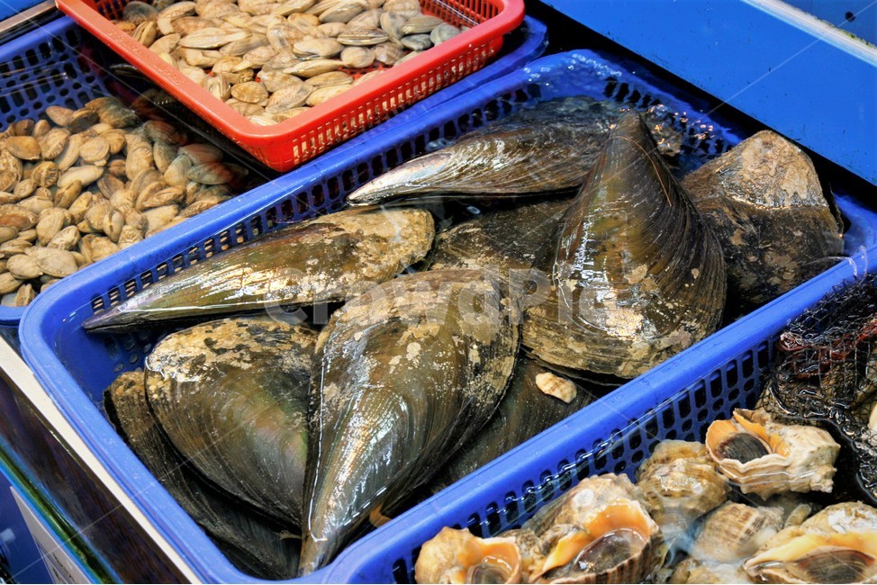 수산시장,해산물,키조개,소라,조개류,시장,마트,마켓,market,mart,market place,음식,식재료,요리,food,cook,meal,dishes,food reserves,수산물,해산물,fishery products,seafood