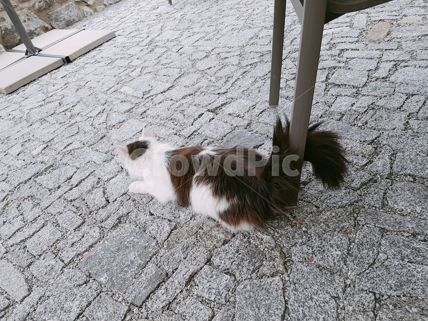 고양이,길,카페,체코,길냥이,동물,animal,포유류,mammal,고양이,cat,kitten,kitty
