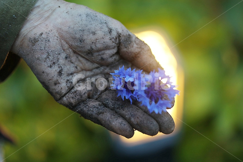 감성사진,사람,손,흙묻은손,어머니,어머님,꽃,flower,사람,인물,인간,human,person,신체일부,몸,body