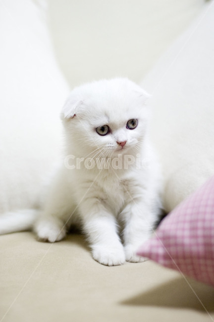 고양이,스코티쉬폴드,흰색고양이,하얀고양이,아기고양이,고양이눈,회색고양이눈,동물,animal,포유류,mammal,고양이,cat,kitten,kitty