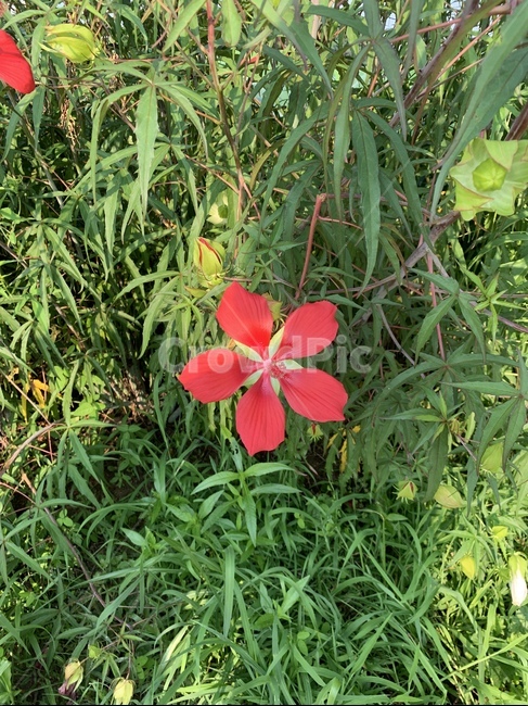 plant,식물,blossom,꽃,flower,식물,자연,plants,nature,꽃,flower