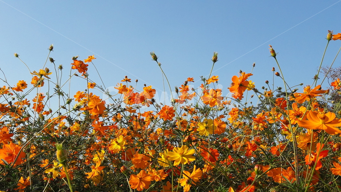 코스모스,꽃,하늘,가을,황화코스모스,가을,계절,fall,autumn,season,식물,자연,plants,nature,꽃,flower,leaf,잎,plant