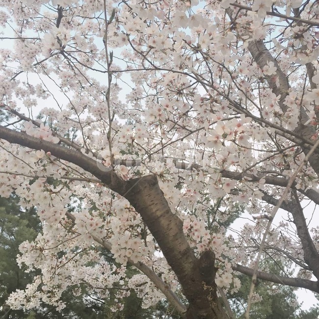 벚꽃,봄,핑크,꽃,벚꽃나무,예쁨,귀여운,예쁜,봄,계절,spring,season,식물,자연,plants,nature,꽃,flower,plant,blossom,cherry blossom