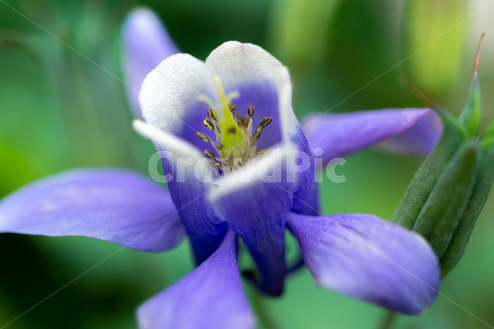 꽃,식물,화초,접사,야생화,flower,purple,wild,macro,화분,식물,자연,plants,nature,꽃,flower